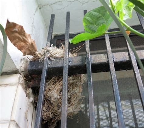 如何讓麻雀不要來築巢|鳥害防治！如何防止鳥築巢？友善驅鳥、防鳥方法推薦